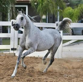 Cavalla araba