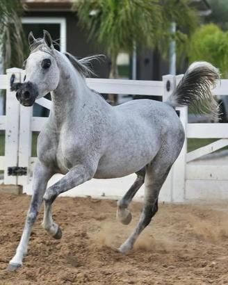Cavalla araba