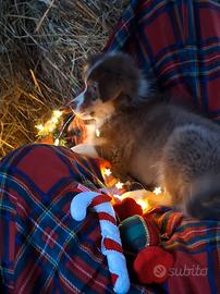 Australian Shepherd