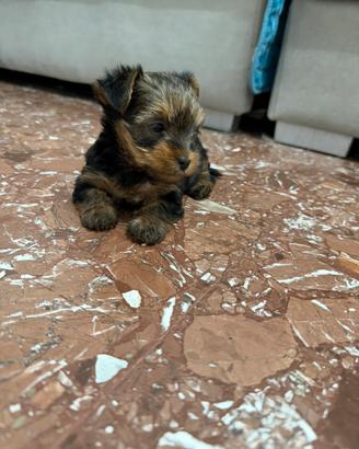 Yorky