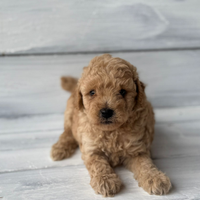 Barboncino Toy Torino