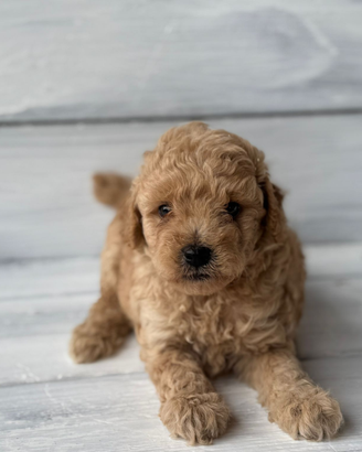 Barboncino Toy Torino