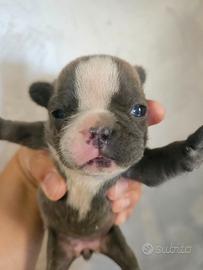 Bulldog francese mini