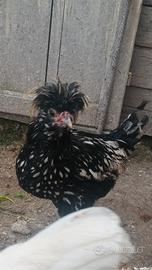 Gallo padovana argento