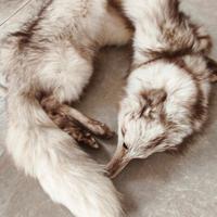 Stola volpe argentata