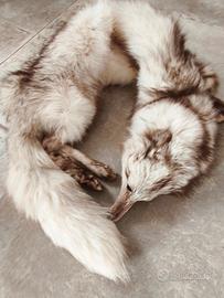 Stola volpe argentata