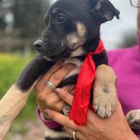 Cucciolo cane adotta labrador/husky meticcio