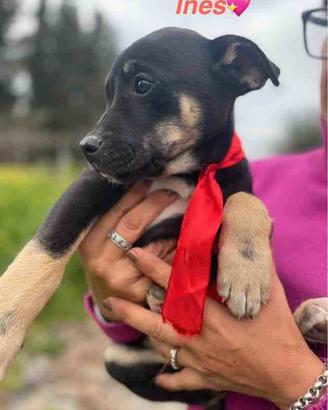 Cucciolo cane adotta labrador/husky meticcio