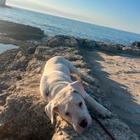 Cucciolo dogo argentino