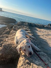 Cucciolo dogo argentino