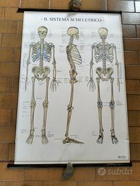 Poster vintage sistema scheletrico Umano.