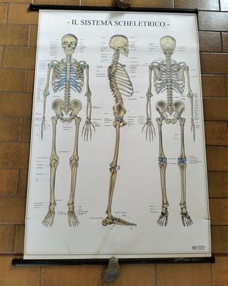 Poster vintage sistema scheletrico Umano.
