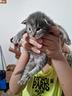cuccioli-di-maine-coon-gattini