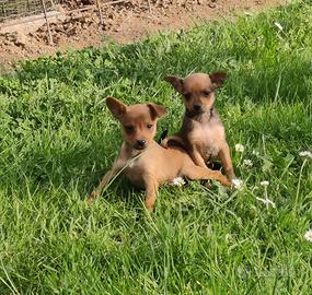 Cuccioli maschi pinscher nano