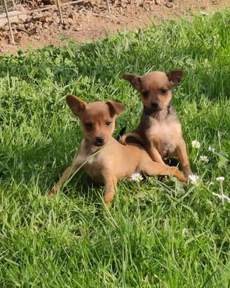 Cuccioli maschi pinscher nano