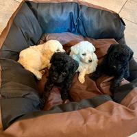 Barboncino toy cucciolo