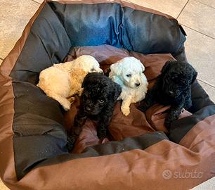 Barboncino toy cucciolo