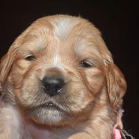Cuccioli GOLDEN RETRIEVER
