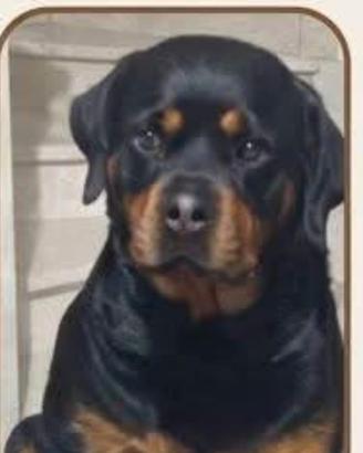 Cuccioli Rottweiler