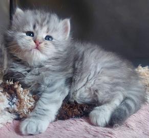 Cuccioli di gatto Siberiano Certificati