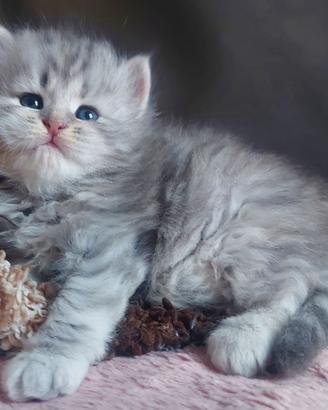 Cuccioli di gatto Siberiano Certificati