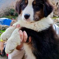 Cucciole di Australian