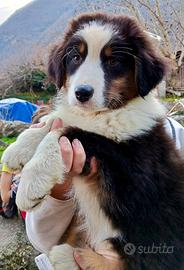 Cucciole di Australian