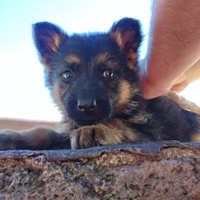 Cuccioli di pastore tedesco