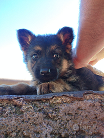 Cuccioli di pastore tedesco