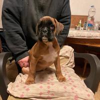 Cucciolo boxer