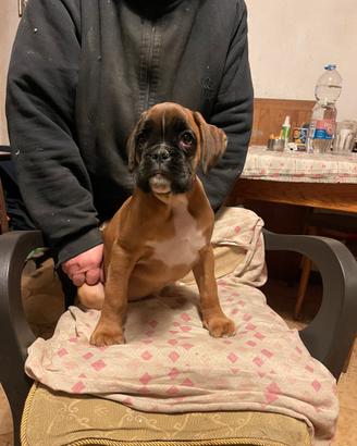 Cucciolo boxer