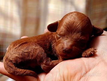 Barboncini cuccioli red