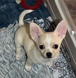 Cucciolo chihuahua