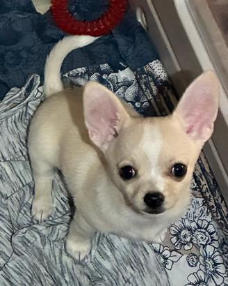 Cucciolo chihuahua