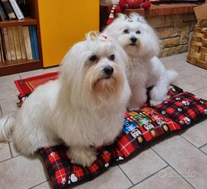 cuccioli di maltese 