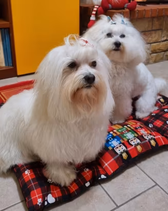cuccioli di maltese 