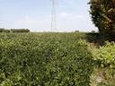 terreno-agricolo-gazzo-veronese