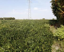 Terreno Agricolo Gazzo Veronese