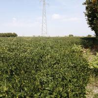 Terreno Agricolo Gazzo Veronese