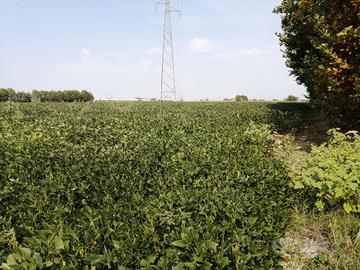 Terreno Agricolo Gazzo Veronese
