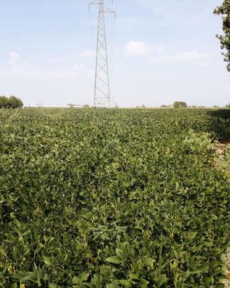 Terreno Agricolo Gazzo Veronese
