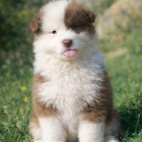 Cuccioli pastore australiano