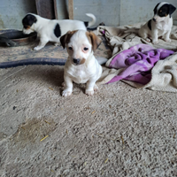 Cuccioli di Jack Russell