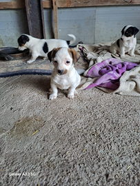 Cuccioli di Jack Russell