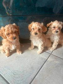 Maltipoo toy