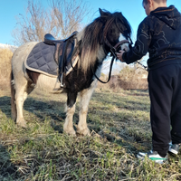 Pony