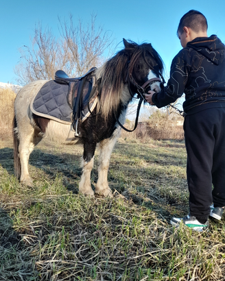 Pony