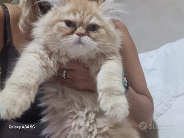 Gatto persiano