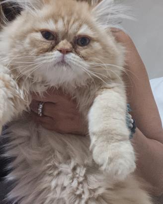 Gatto persiano