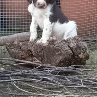 Springer spaniel